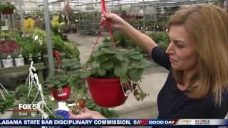 Growing berries with Pike Nurseries and Joanne Feldman