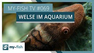 Die spannende Gruppe der Welse im Aquarium | my-fish TV #069