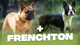 French Bulldog x Boston Terrier (FRENCHTON): What You Must Know About This Mischievous Dog Breed