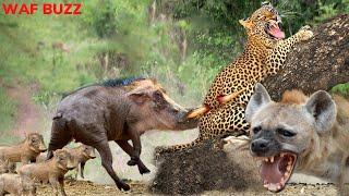 Amazing...Angry Warthog Attacks Leopard Madly To Save His Baby - Animal Fight