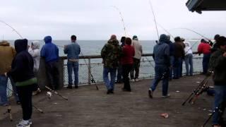 Okaloosa Island Pier King Mackerel & Bonito 11-19-11