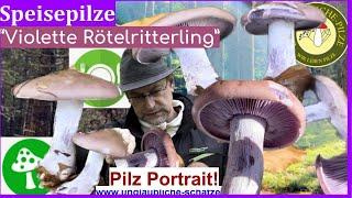 Der "violette Rötelritterling" Speisepilze & Pilz Sammler Wissen im Pilz Portrait - November 2023