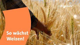 Wie wächst Weizen? | frage-trifft-antwort.de | Planet Schule | SWR