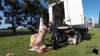 New Zealand homekill cattle