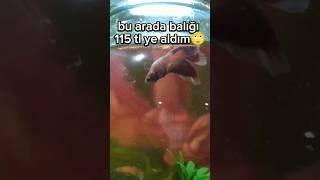 uzun zaman sonra beta balığı aldım #keşfet #keşfetbeniöneçıkar #bettafish #betta #fish #bettaindone