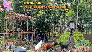 live quietly in the forest, harvest vegetables, install roof frames for garden huts & livestock