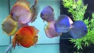 Jackson Keong's Discus join the Show Tank