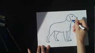 Урок рисования : Собака Бигль! How to draw a dog (beagle).