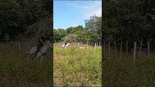 #playvaquejada #horse #cattle rancher #horses #farm #respectthecowgirls