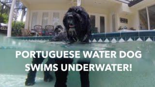 Swimming Underwater! | Bentley the Portuguese Water Dog