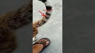 My Home cat Beautiful#viral #hashmivlogs #trending #cat #cute #baby #viralvideo