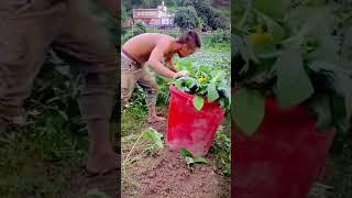 The process of farmers harvesting green soybeans and threshing them with creative tools #shorts