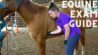 Equine Physical Exam for the Veterinary Technician