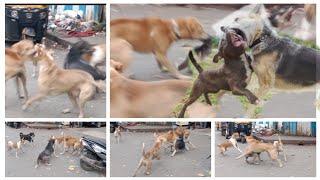 Real Dog Fighting