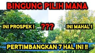 BINGUNG MAU TANAM APA ⁉️ JANGAN SAMPAI SALAH PILIHAN