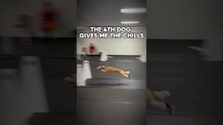 THIS DOG IS UNBELIEVABLE #dogs #sports #flyball