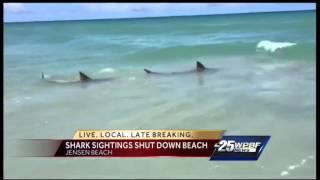 Sharks spotted at Jensen Beach