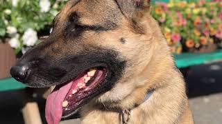 Lehigh Valley Dog Trainers: Off Leash K9 Training ||| 1.5 yr GSD “Titan”