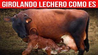  GIROLANDO LECHERO Características De La Raza  Vacas Lecheras