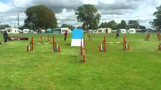 Canen Summer Breeze - 1st Grade 2 Agility @ Agility Club