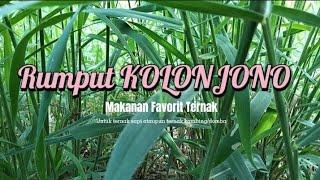 Rumput Kolonjono Makanan Favorit Ternak Sapi / Kambing / Domba