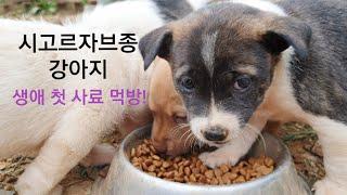 Mixed Dog Balbari Sigorzabjong Rural Dog's First Feed Mukbang