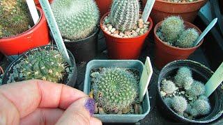 Cactus How To - Harvesting Cactus Seeds from Rebutia Cactus