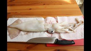 How to clean a huge squid  巨大イカのさばき方