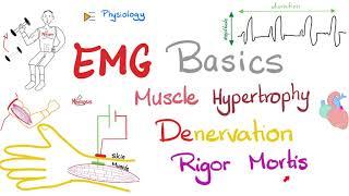 Electromyography (EMG) Basics, Muscle Hypertrophy, Denervation, Rigor Mortis - Muscle Physiology