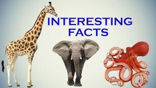 Interesting Facts You Should Know About Animals|Birds|Insects.