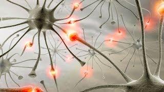 How We Learn - Synapses and Neural Pathways