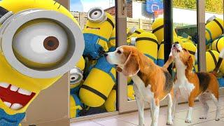 Best Video: Minions Animation In Real Life.