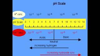 Protolytic equilibria and processes. Buffer solutions. 1 course. General medicine.