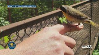 Take a nature tour at Trinity River Audubon Center in Dallas