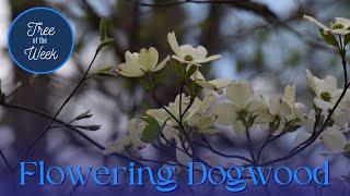 Tree of the Week: Flowering Dogwood