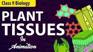 Plant tissues class 9 biology