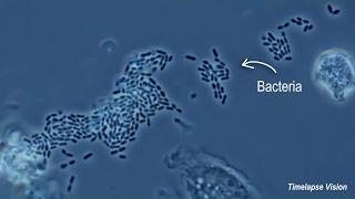 Immune Cells Eating Bacteria (Phagocytosis)