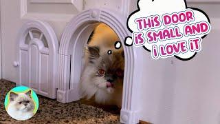 We Made a Tiny Door for the World’s Most Spoiled Cat