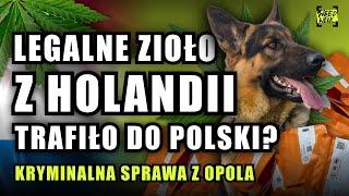 LEGALNE ZIOŁO Z HOLANDII TRAFIŁO DO POLSKI! ODC. 39