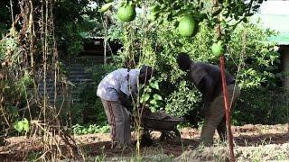 Mali: la ferme agro-écologique d'Oumar Diabaté