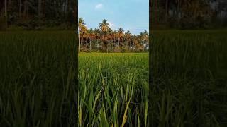 #paddy cultivation #world famous  food#golden rice#high profit #salem nature