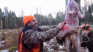 Karaca, kızıl geyik ve domuz avı 8. bölum. Roe deer hunting in Sverige. Part 8 #avcılık #geyikavı