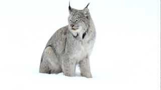 Canada lynx and her kitten