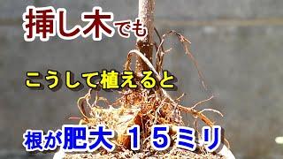 挿し木ガジュマルの根が肥大 ③「１５ミリ」編