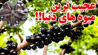 میوه های عجیب ـ عجیبترین میوه های دنیا را میشناسید ؟ جهان دانستنی