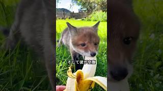 優しい家族が犬の攻撃から小さなキツネの子どもを救助