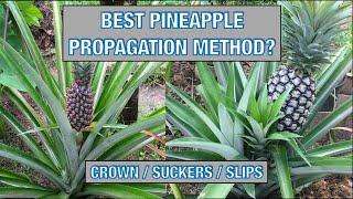 How to Propagate Pineapple Plants? Which Method Works Best?