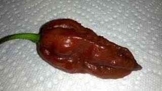 The "Chocolate Bhut Jolokia" Pod Review grown by Ed Currie PuckerButt Pepper Company