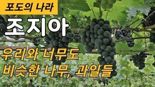 조지아 텃밭이야기 1/와인의 나라 조지아,  우리와 너무도 비슷한 나무들, 과일들