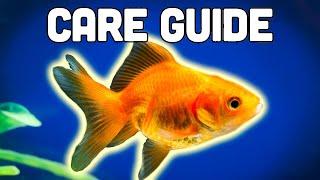 Fancy Goldfish Care Guide